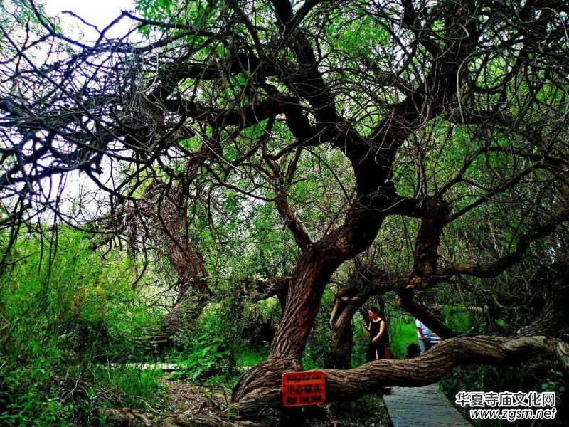 Ц���zӰ:��ɽ��ľ�@(�½������K�؅^(q��)����)