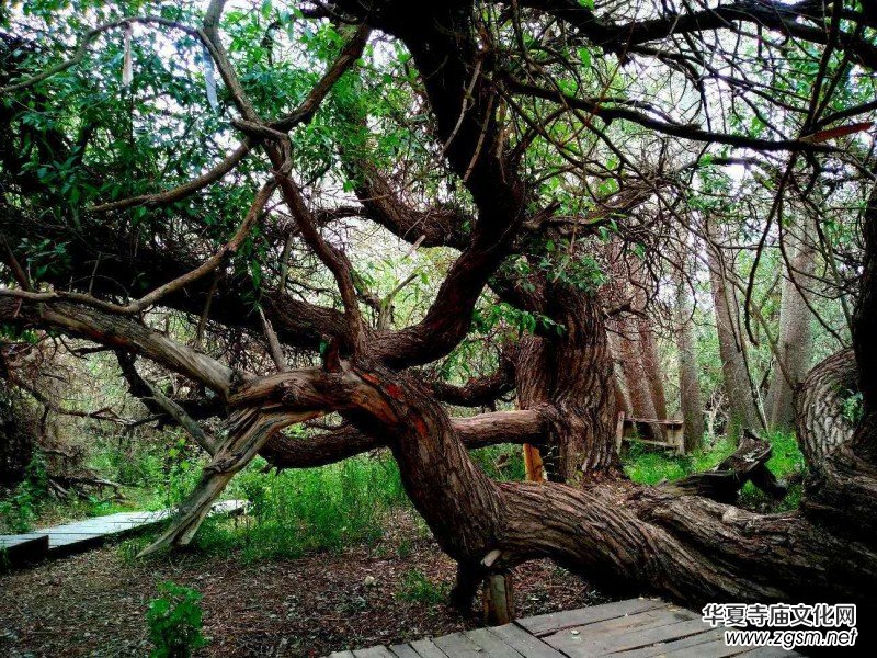 Ц���zӰ:��ɽ��ľ�@(�½������K�؅^(q��)����)