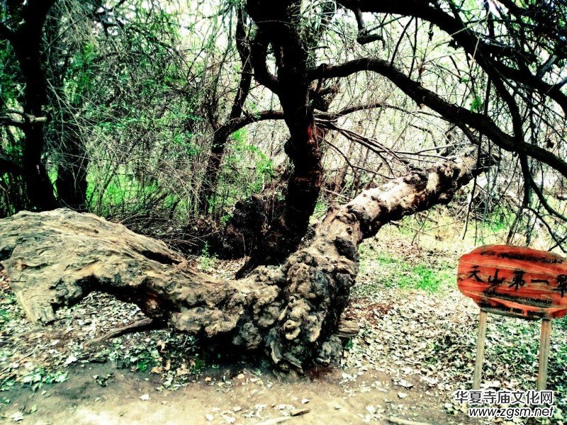 Ц���zӰ:��ɽ��ľ�@(�½������K�؅^(q��)����)