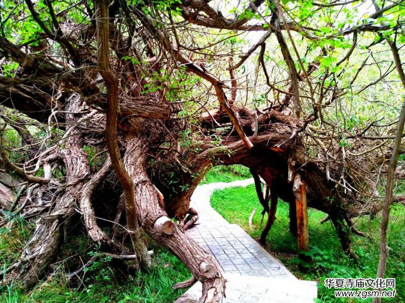 Ц���zӰ:��ɽ��ľ�@(�½������K�؅^(q��)����)