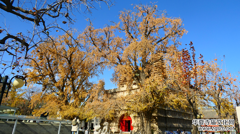 ��������ɫ