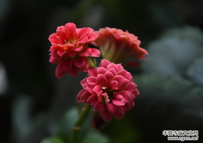 �k���ҵĻ����_�ˡ��������zӰԊ��