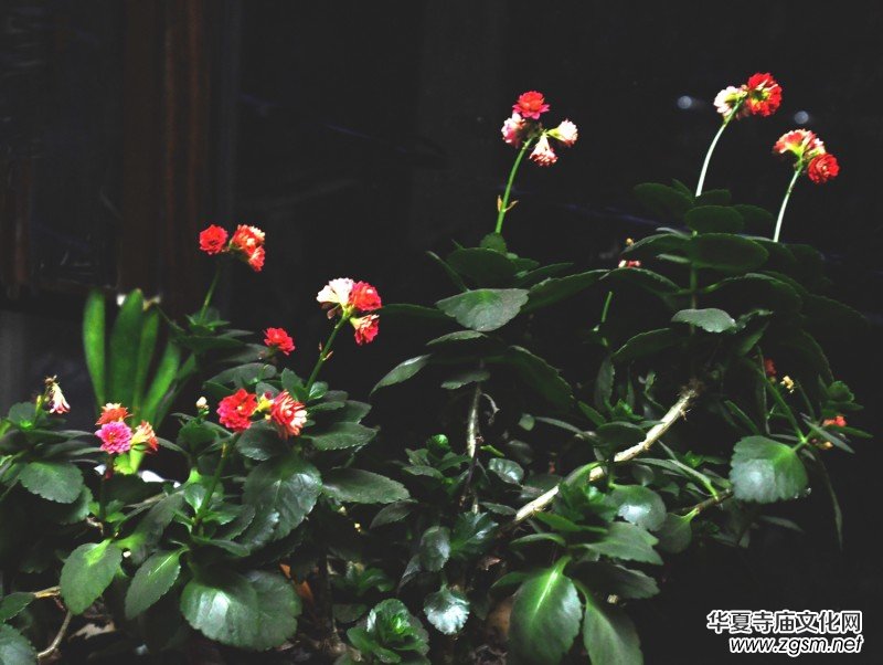 �k���ҵĻ����_�ˡ��������zӰԊ��