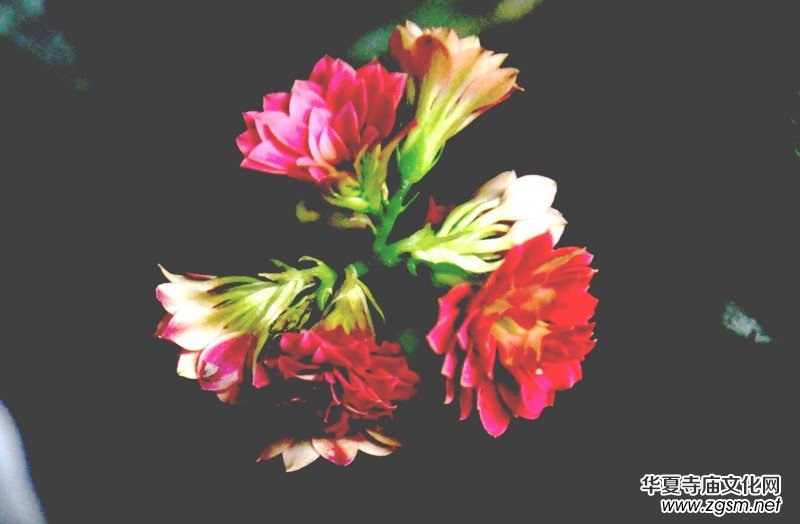 �k���ҵĻ����_�ˡ��������zӰԊ��