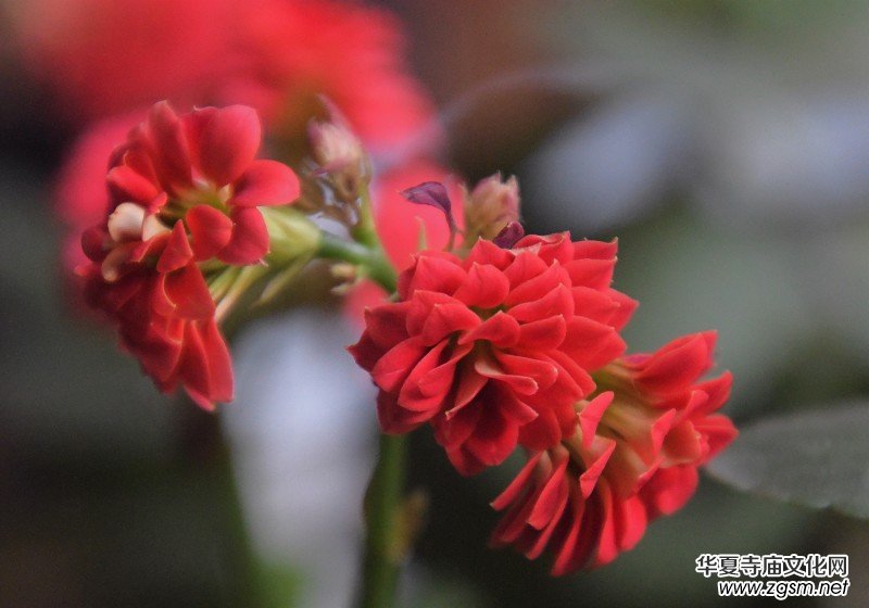 �k���ҵĻ����_�ˡ��������zӰԊ��