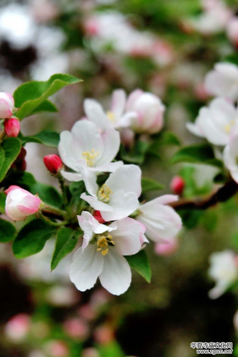 �O��܊�zӰ:����֮�F��������Ԋ(sh��)�~��ĺ��Ļ�