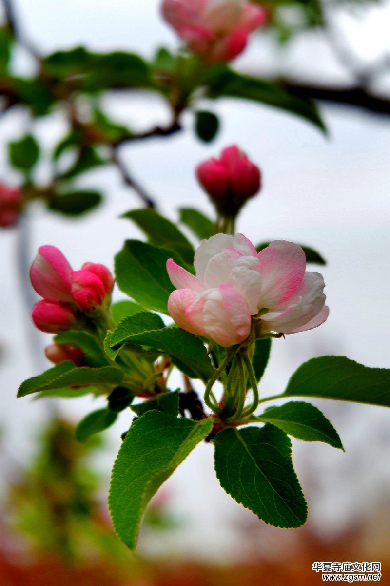 �O��܊�zӰ:����֮�F��������Ԋ(sh��)�~��ĺ��Ļ�