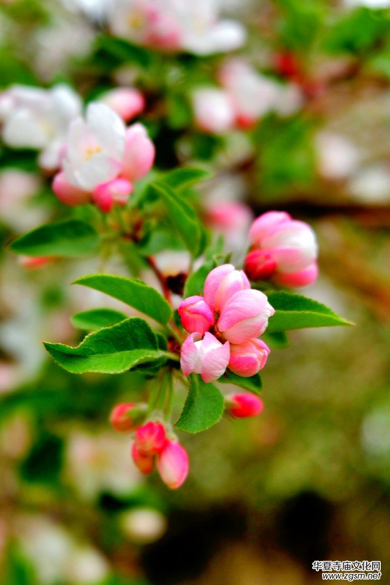 �O��܊�zӰ:����֮�F��������Ԋ(sh��)�~��ĺ��Ļ�