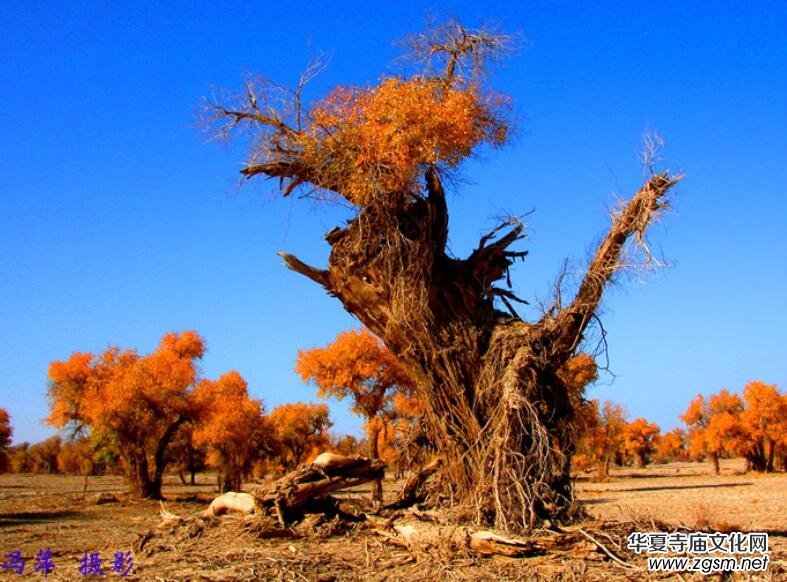 Ц��Ԋ��:һ���x��(�����)