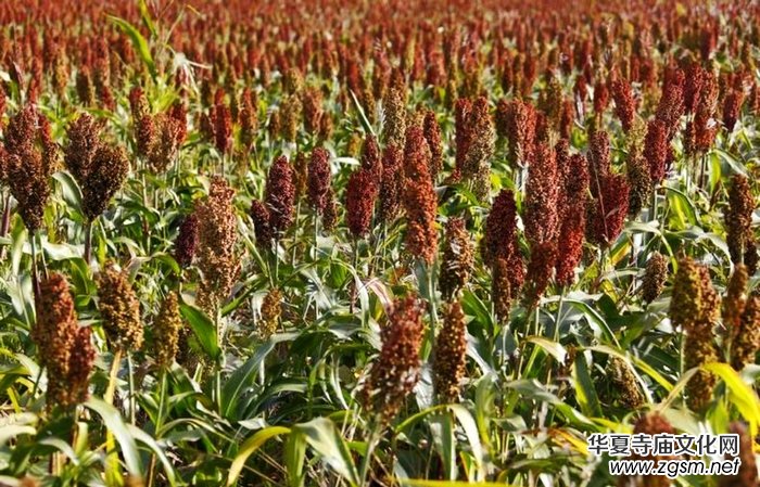 ����ƽ�ᄳ�ͬ����Ʒ��������ͬ�ľ�