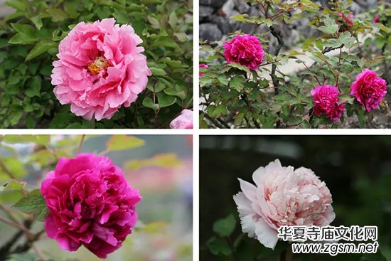 ������Ժ  ����ѩ���ʥ�U��