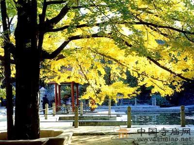 ���X�¡�2010��ɽ�y�ӹ�(ji��)��