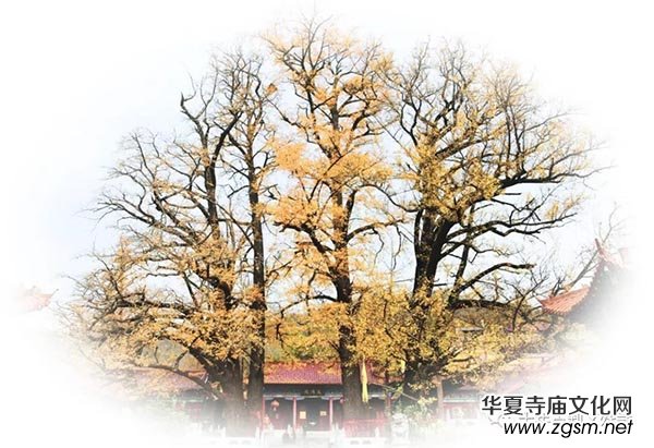 施舍的智慧 施舍的智慧