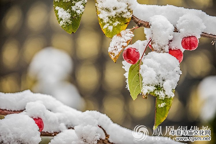 �������D��ѩ��Ĳ�ɽ���X�¸����f��(y��n)