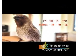 ����ɽ��һֻ��(hu��)������ӷ𡱵İ����B