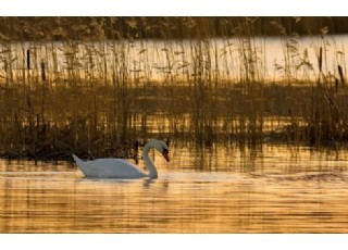 ������(m��ng)��