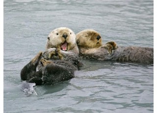 ��ʳ�o(h��)�������H��Ƥ����ʹ�麢��ι�̸л��C�˳��Ҟ�ɮ