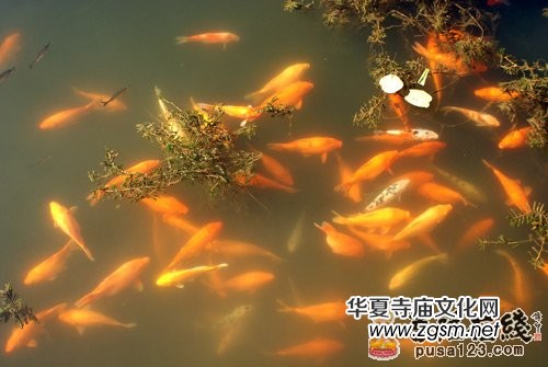 湖北黃梅妙樂寺 湖北黃梅妙樂寺