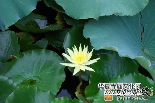 古來聞名的珍貴禪文 見者吉祥的禪詩欣賞 古來聞名的珍貴禪文 見者吉祥的禪詩欣賞