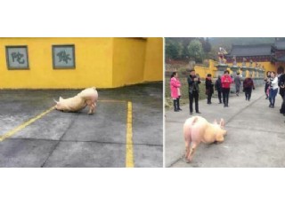 �㽭����һ�^�i����Ժ��ݺ�(d��ng)����ץ���ך�(�M�D)