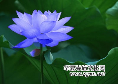 星云大師對禪凈雙修的開示 星云大師對禪凈雙修的開示