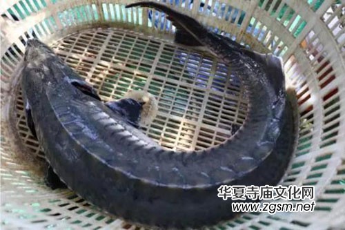 �����O�����Ⲷ�@���A�\&nbsp;�������