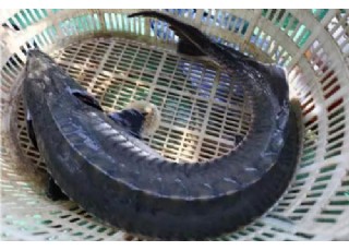 �����O�����Ⲷ�@���A�\�������