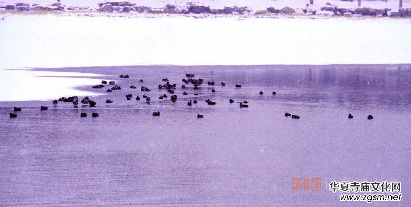 Ц���zӰ����ѩҰ���D