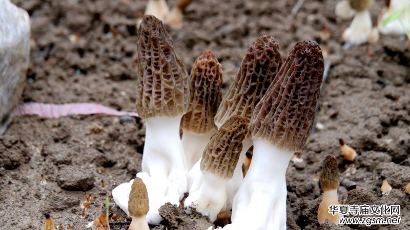 商企匯:河北青縣羊肚菌種出財富路 商企匯:河北青縣羊肚菌種出財富路