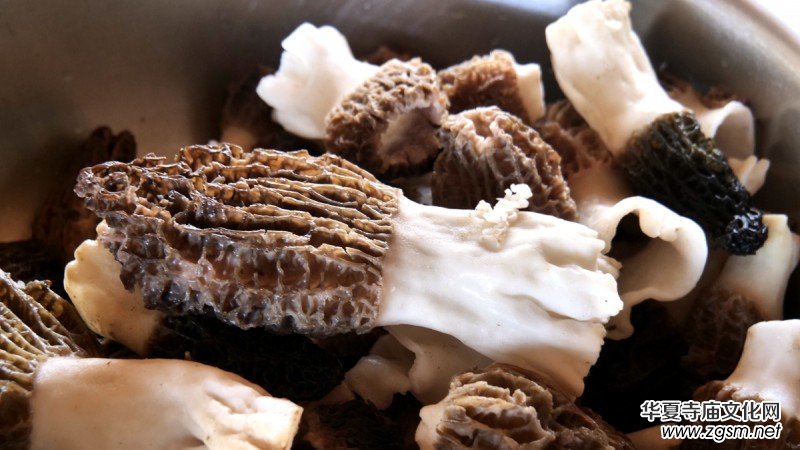 商企匯:河北青縣羊肚菌種出財富路 商企匯:河北青縣羊肚菌種出財富路