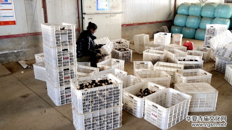 商企匯:河北青縣羊肚菌種出財富路 商企匯:河北青縣羊肚菌種出財富路