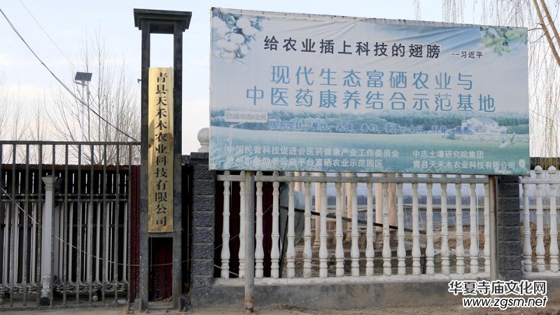 商企匯:河北青縣羊肚菌種出財富路 商企匯:河北青縣羊肚菌種出財富路