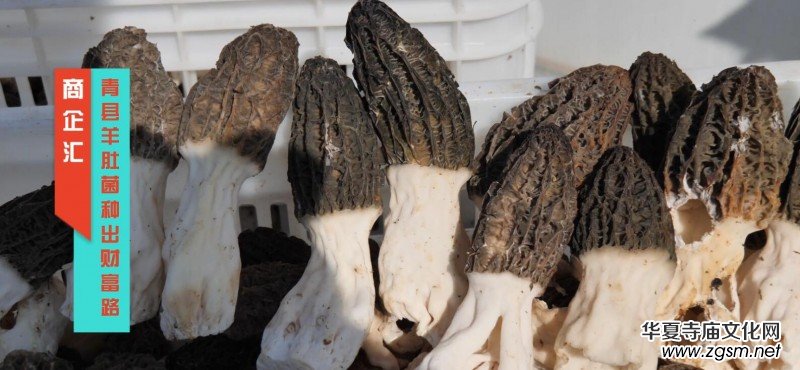 商企匯:河北青縣羊肚菌種出財富路 商企匯:河北青縣羊肚菌種出財富路