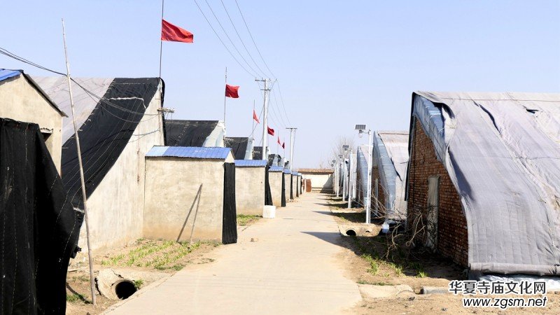 商企匯:河北青縣羊肚菌種出財富路 商企匯:河北青縣羊肚菌種出財富路