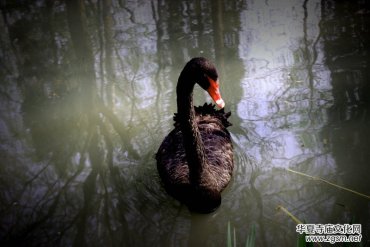 315ӛ�ߔzӰ���������zӰ��Ʒ:�����Z