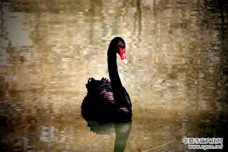315記者攝影家王帥偉攝影作品:黑天鵝 315記者攝影家王帥偉攝影作品:黑天鵝