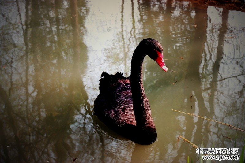 315記者攝影家王帥偉攝影作品:黑天鵝 315記者攝影家王帥偉攝影作品:黑天鵝
