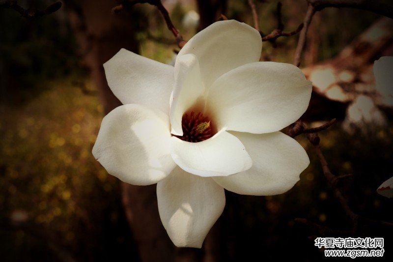 315記者攝影家王帥偉花卉攝影作品 315記者攝影家王帥偉花卉攝影作品