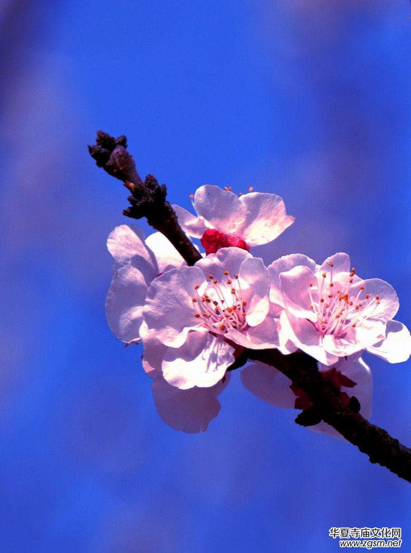 315記者攝影家王帥偉花卉攝影作品 315記者攝影家王帥偉花卉攝影作品