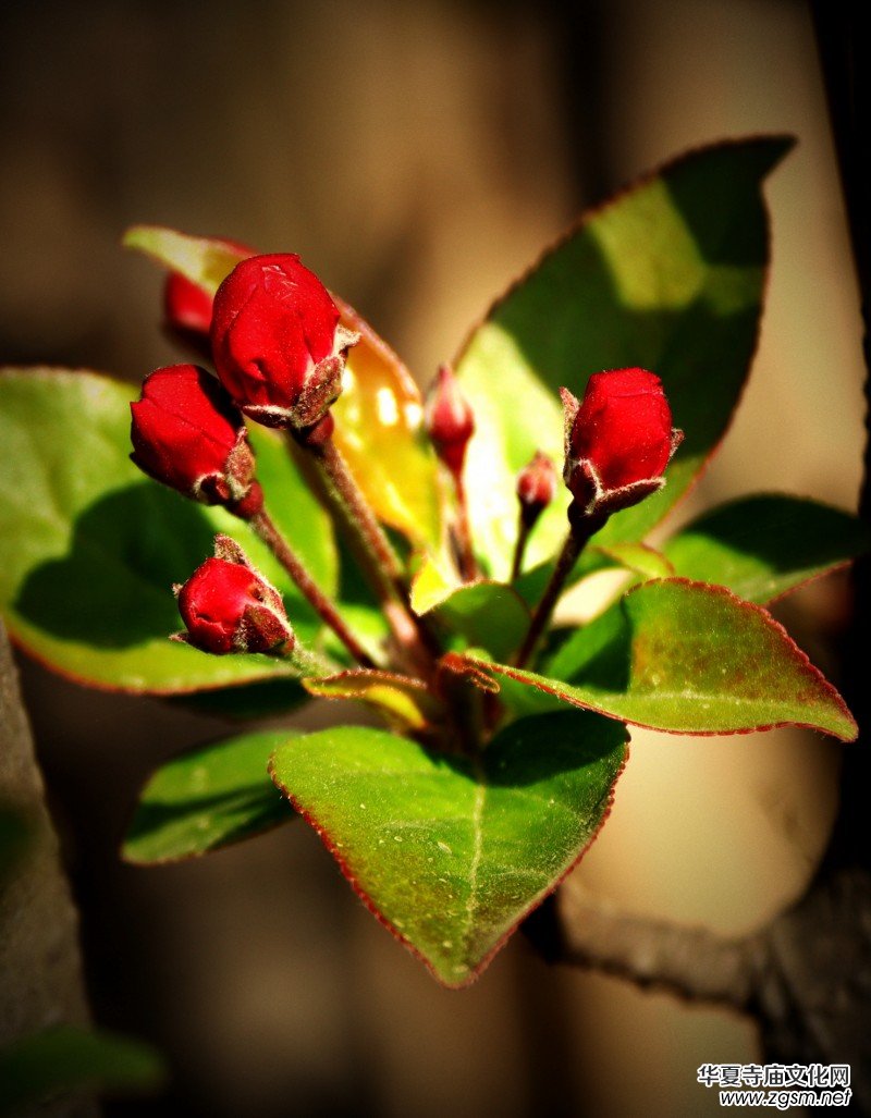 315記者攝影家王帥偉花卉攝影作品 315記者攝影家王帥偉花卉攝影作品