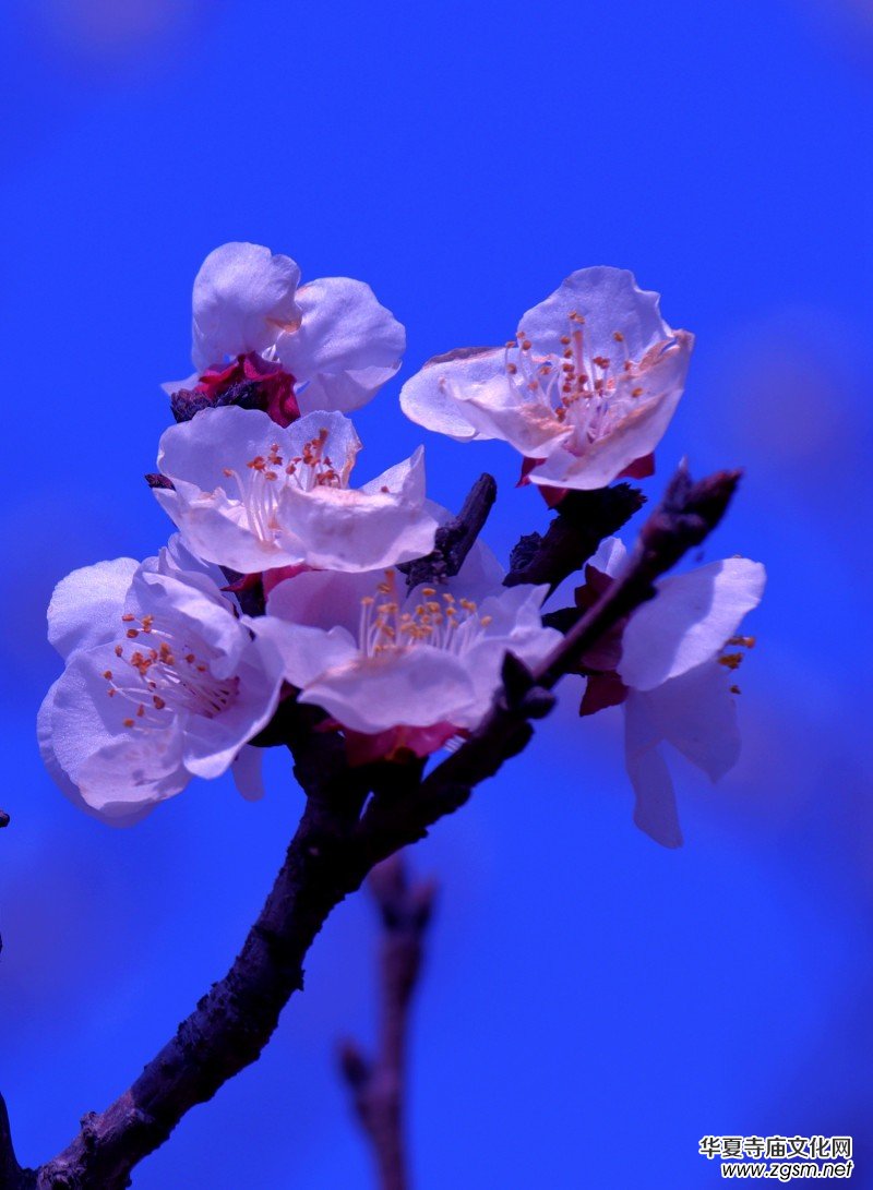 315記者攝影家王帥偉花卉攝影作品 315記者攝影家王帥偉花卉攝影作品