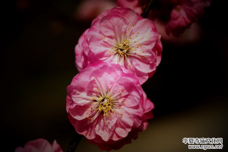 315記者攝影家王帥偉花卉攝影作品 315記者攝影家王帥偉花卉攝影作品