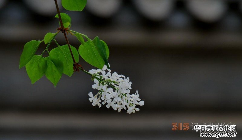笑琰攝影:法源寺丁香白紫海棠新 笑琰攝影:法源寺丁香白紫海棠新