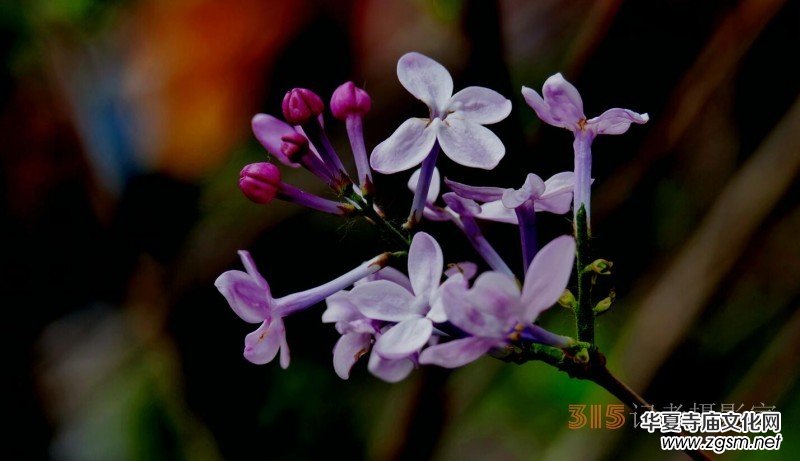 笑琰攝影:法源寺丁香白紫海棠新 笑琰攝影:法源寺丁香白紫海棠新