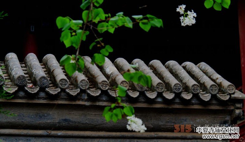 笑琰攝影:法源寺丁香白紫海棠新 笑琰攝影:法源寺丁香白紫海棠新