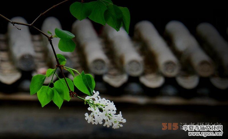 笑琰攝影:法源寺丁香白紫海棠新 笑琰攝影:法源寺丁香白紫海棠新