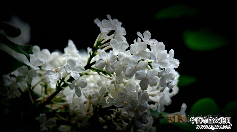 笑琰攝影:法源寺丁香白紫海棠新 笑琰攝影:法源寺丁香白紫海棠新