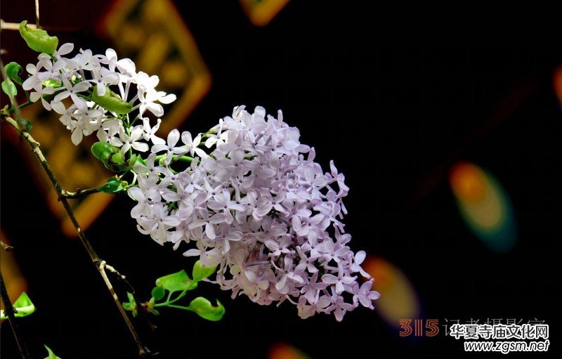 笑琰攝影:法源寺丁香白紫海棠新 笑琰攝影:法源寺丁香白紫海棠新