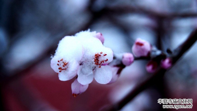 詩(shī)書攝影:李月寫雪的詩(shī) 詩(shī)書攝影:李月寫雪的詩(shī)