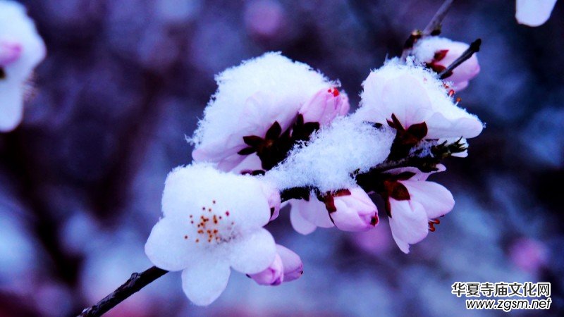 詩(shī)書攝影:李月寫雪的詩(shī) 詩(shī)書攝影:李月寫雪的詩(shī)